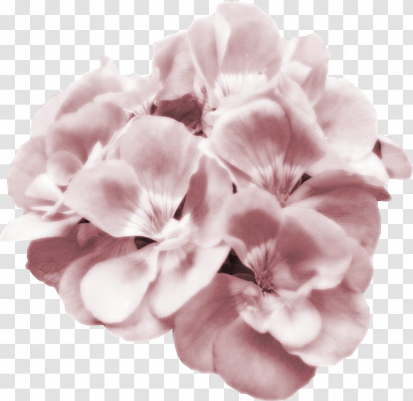 Flower Pink Petal Clip Art - Flowering Plant - Watercolor Transparent PNG