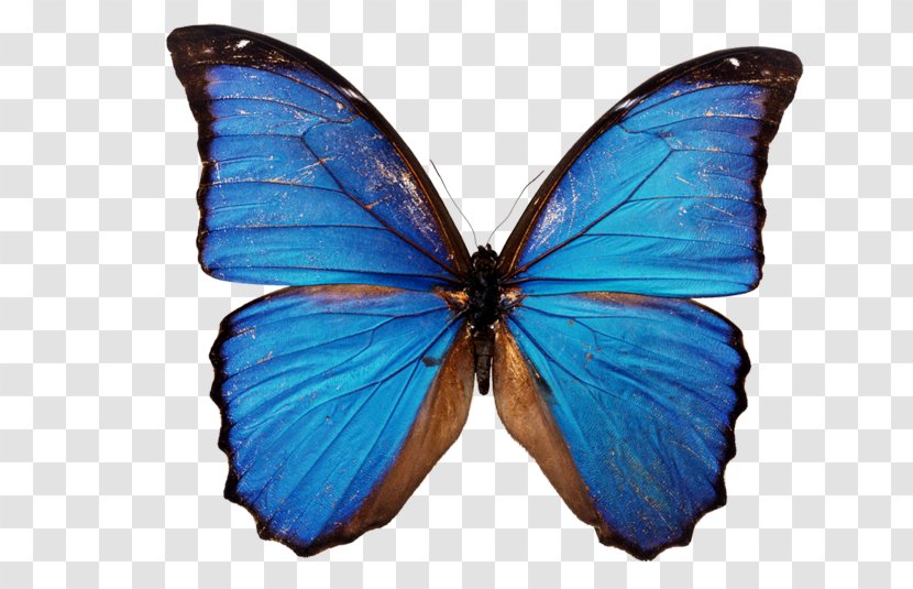Butterfly Stock Photography Blue Clip Art - Monarch Transparent PNG