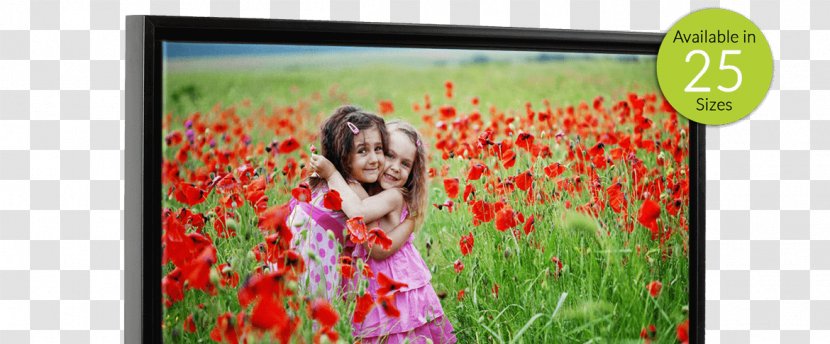 National Hugging Day Valentine's Wish International Kissing Desktop Wallpaper - Flowering Plant - Canvas Print Transparent PNG