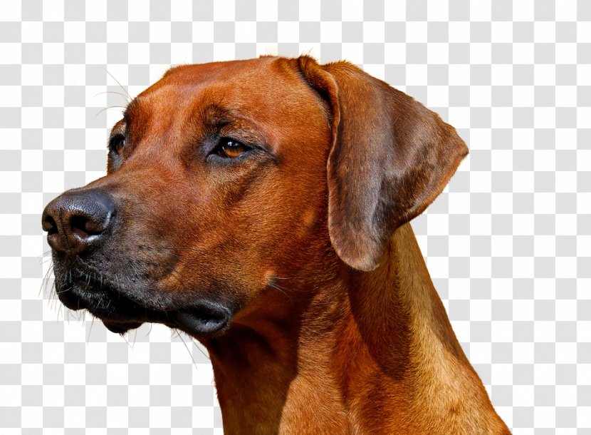 Rhodesian Ridgeback Puppy Pug Cat Food Pet - Rare Breed Dog Transparent PNG