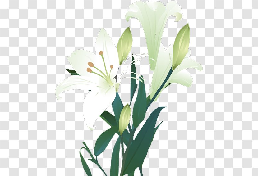 Lilium Landscape Gratis Euclidean Vector - Floristry - Lily Transparent PNG