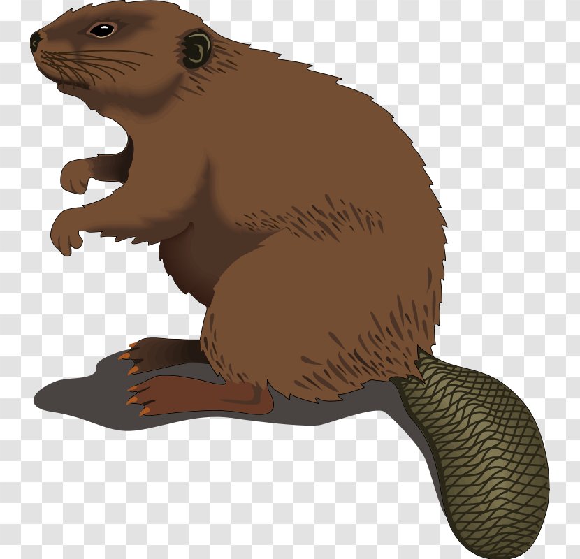 Beaver Clip Art - Rat Transparent PNG