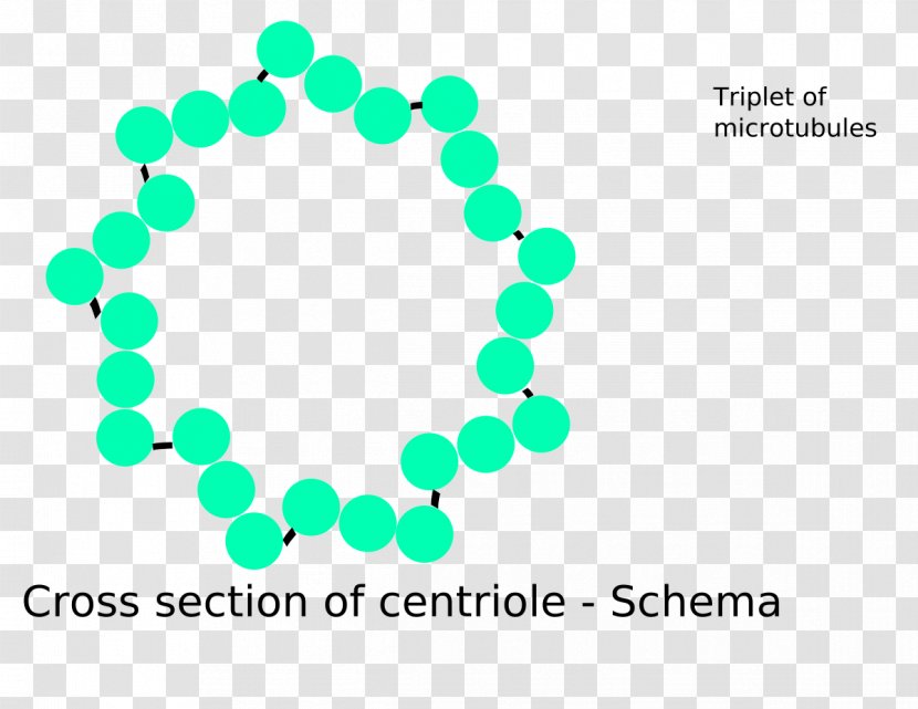 Centriole Cell Microtubule Centrosome Organelle - Structure Transparent PNG