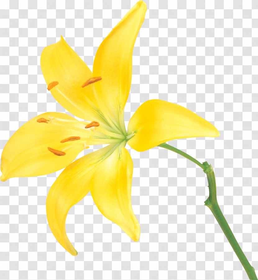 Flower Yellow Lilium - Petal - Lily Transparent PNG