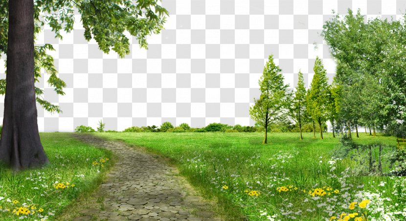 Download Gratis Tree - Meadow - Park Meadows Free Trees To Pull Material Transparent PNG