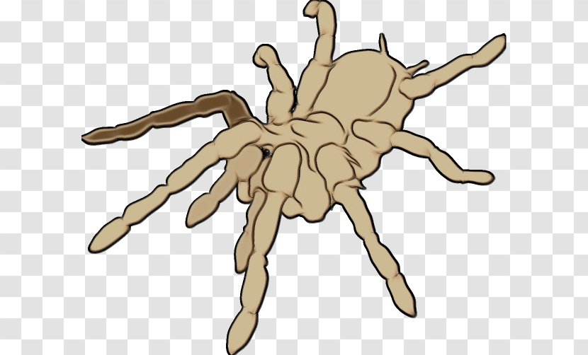 Spider Tarantula Arachnid Cartoon Hand - Paint - Finger Transparent PNG