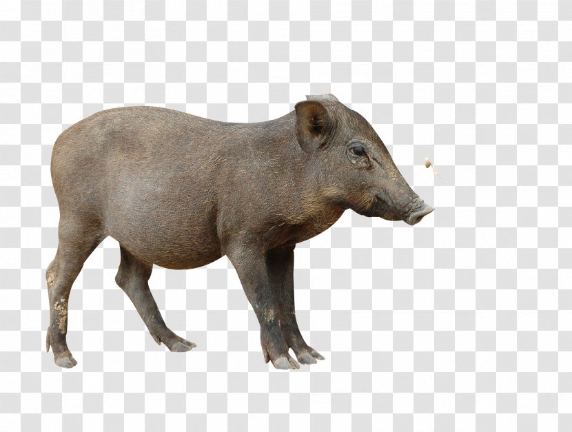 Stock Photography Royalty-free - Mammal - Boar Transparent PNG