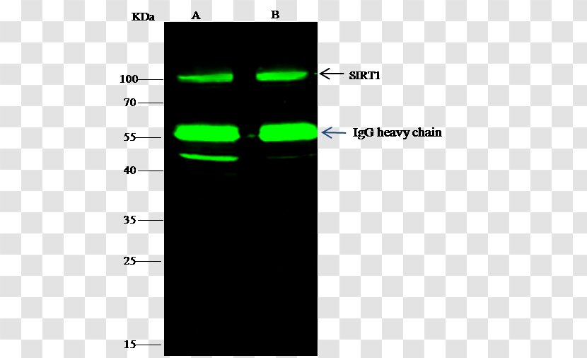 Immunoprecipitation HA-tag Antibody Primary And Secondary Antibodies Alexa Fluor - Diagram - Human Antimouse Transparent PNG