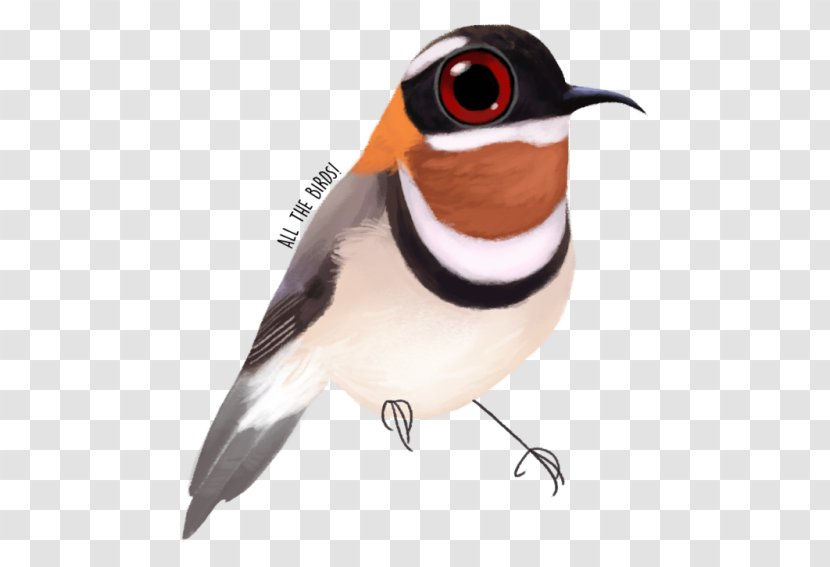 Finches Beak Fauna Feather - Wing Transparent PNG
