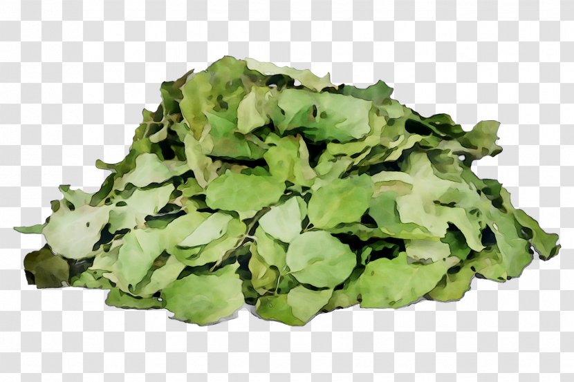 Broccoli Spring Greens Rapini Lettuce Spinach - Leaf Transparent PNG