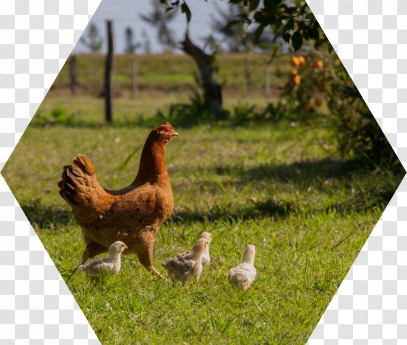 Rooster Chicken As Food Hen - Phasianidae Transparent PNG