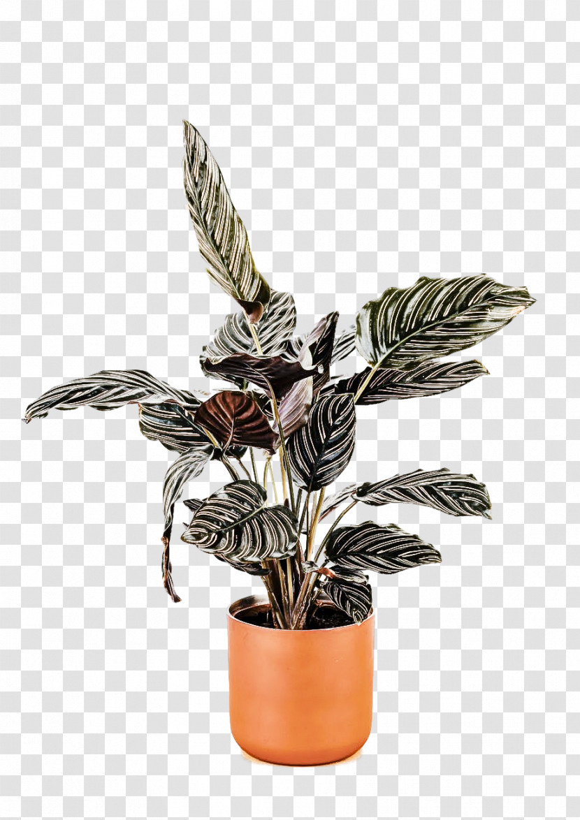 Houseplant Flower Flowerpot Plant Leaf Transparent PNG