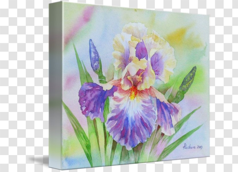 Watercolor Painting Violet Family Violaceae - Paint Transparent PNG
