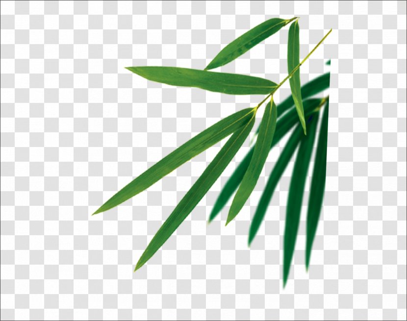 Bamboo Leaf Euclidean Vector - Brand - Leaves Transparent PNG