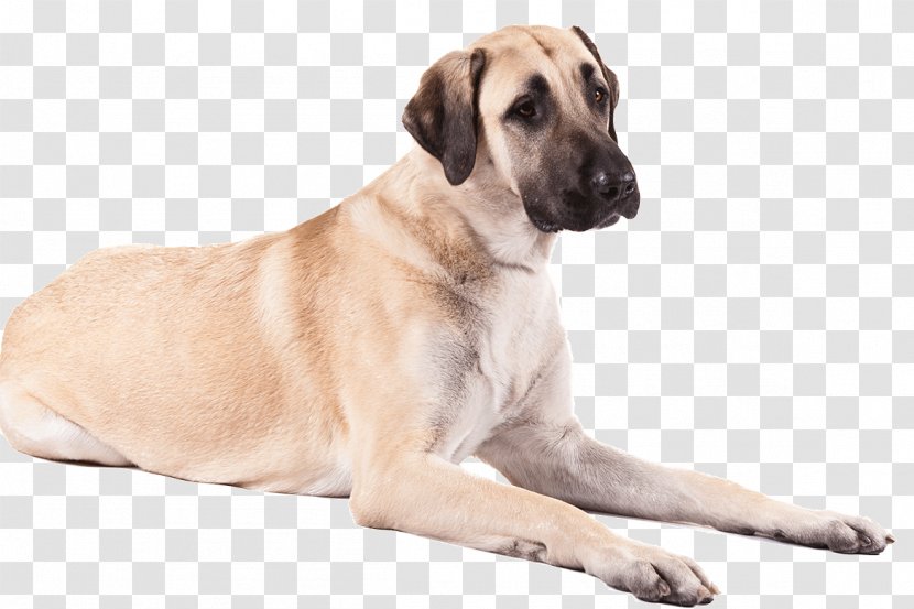 Anatolian Shepherd German American Staffordshire Terrier Great Pyrenees Puppy - Bark - Dogs Transparent PNG