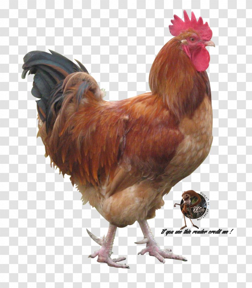 Chicken Phasianidae Bird Rooster Rendering Transparent PNG