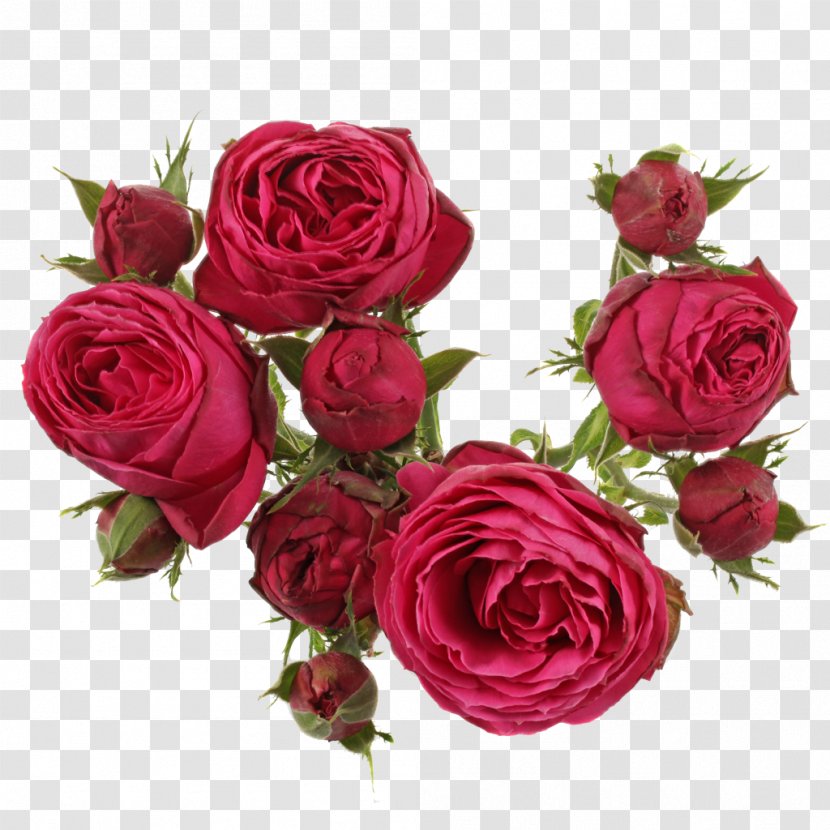 Garden Roses Cabbage Rose Floribunda Floral Design Cut Flowers - Order - Flower Transparent PNG