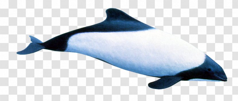 Rough-toothed Dolphin Porpoise Southern Right Whale Tucuxi - Rough Toothed - Flippers Transparent PNG