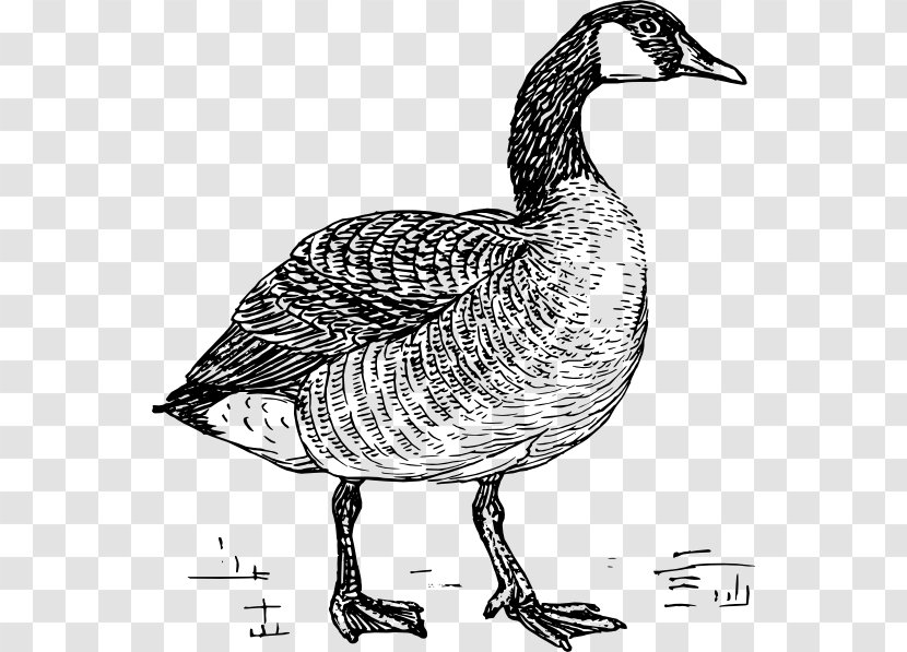 Goose Duck Clip Art Drawing Vector Graphics - Water Bird Transparent PNG