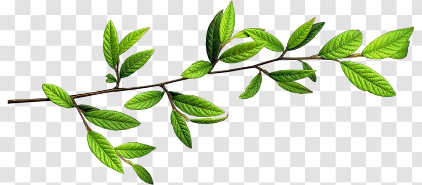 Twig Branch - Tree - Green Leaves Transparent PNG