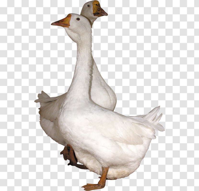 Domestic Goose Duck Cygnini Bird - Fauna Transparent PNG