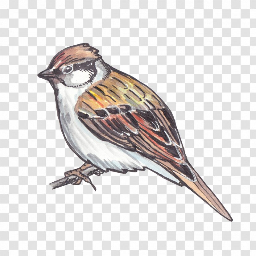 Bird Sparrow House Chipping Beak - Perching Songbird Transparent PNG