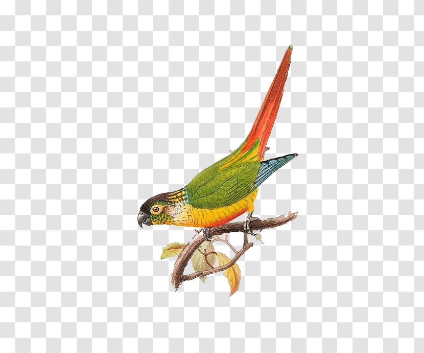 Parrot Bird Macaw - Parakeet Transparent PNG
