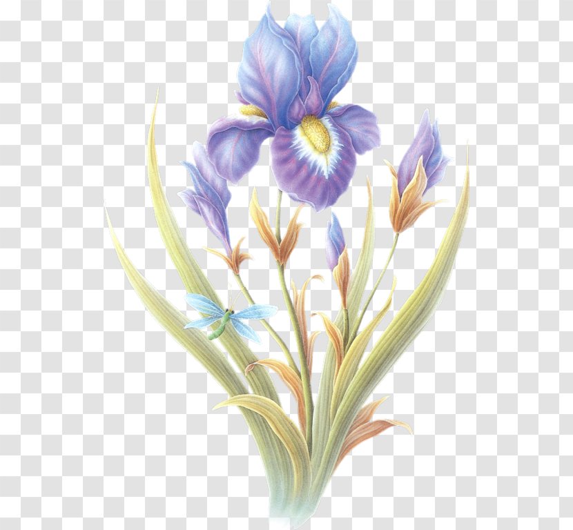 Flower Gfycat Orris Root - Plant Transparent PNG