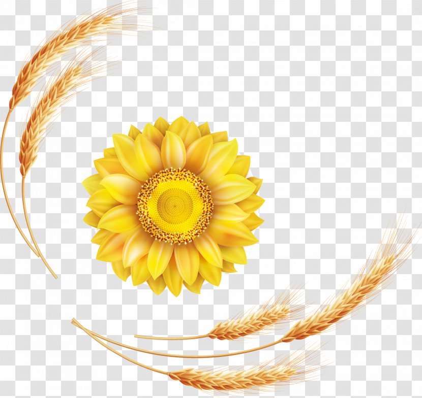Common Sunflower Euclidean Vector - Commodity - Barley Harvest Cartoon Poster Promotional Material Transparent PNG