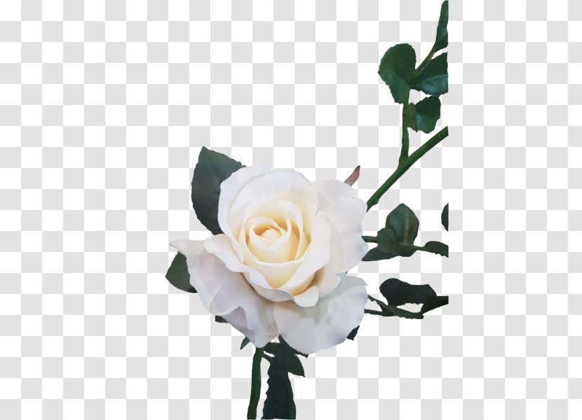 Garden Roses Floral Design Cut Flowers - Flowering Plant - Rose Transparent PNG