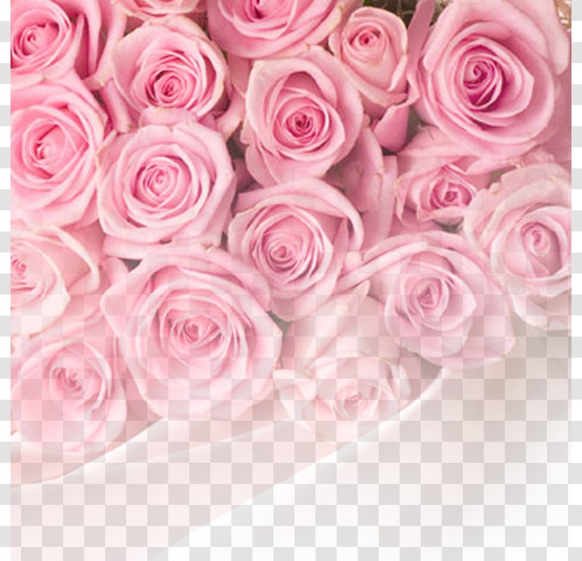 Rose Pink Flower Wallpaper - Family - Background Transparent PNG