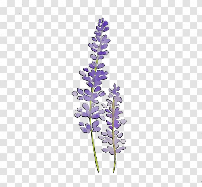 English Lavender Plant Stem Cut Flowers Plants - French Transparent PNG