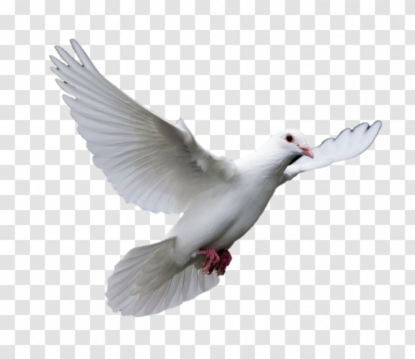 Pigeons And Doves Homing Pigeon Bird Racing Homer Release Dove Transparent PNG
