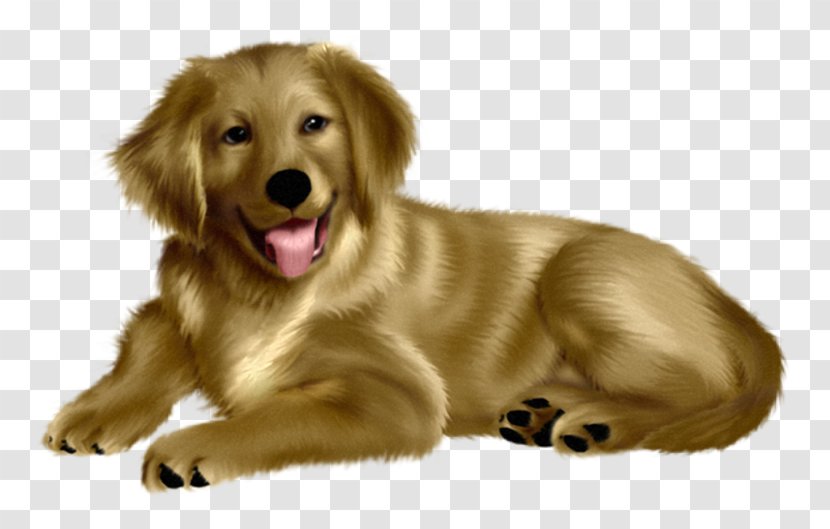 Desktop Wallpaper Golden Retriever Puppy Photography - Electronic Visual Display - Lovely Transparent PNG