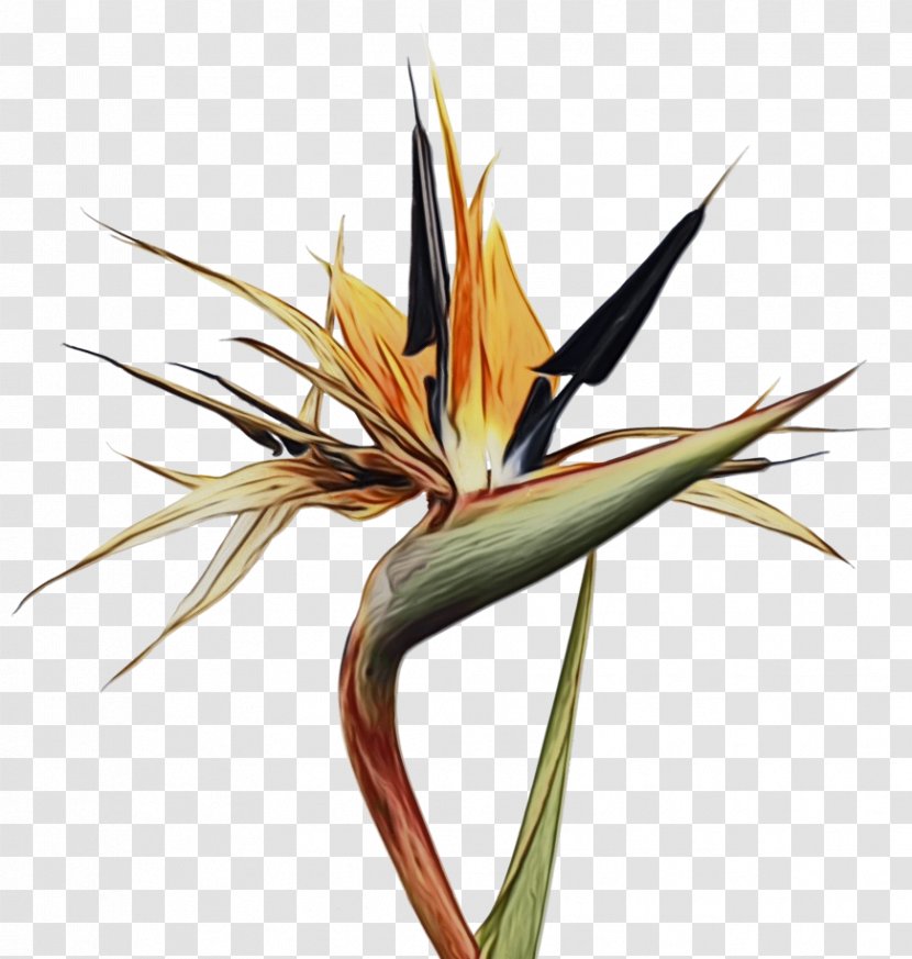 Bird Of Paradise - Flower - Heliconia Plant Transparent PNG