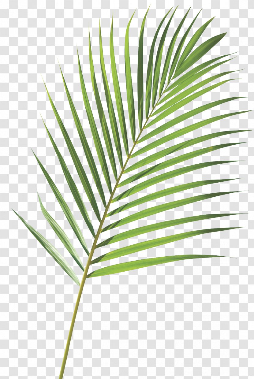 Royalty-free Frond Arecaceae Palm Branch Leaf - Sunday Transparent PNG