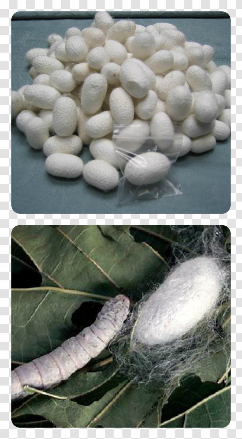 The Silkworm Sericulture - Silk - Red Strip Transparent PNG
