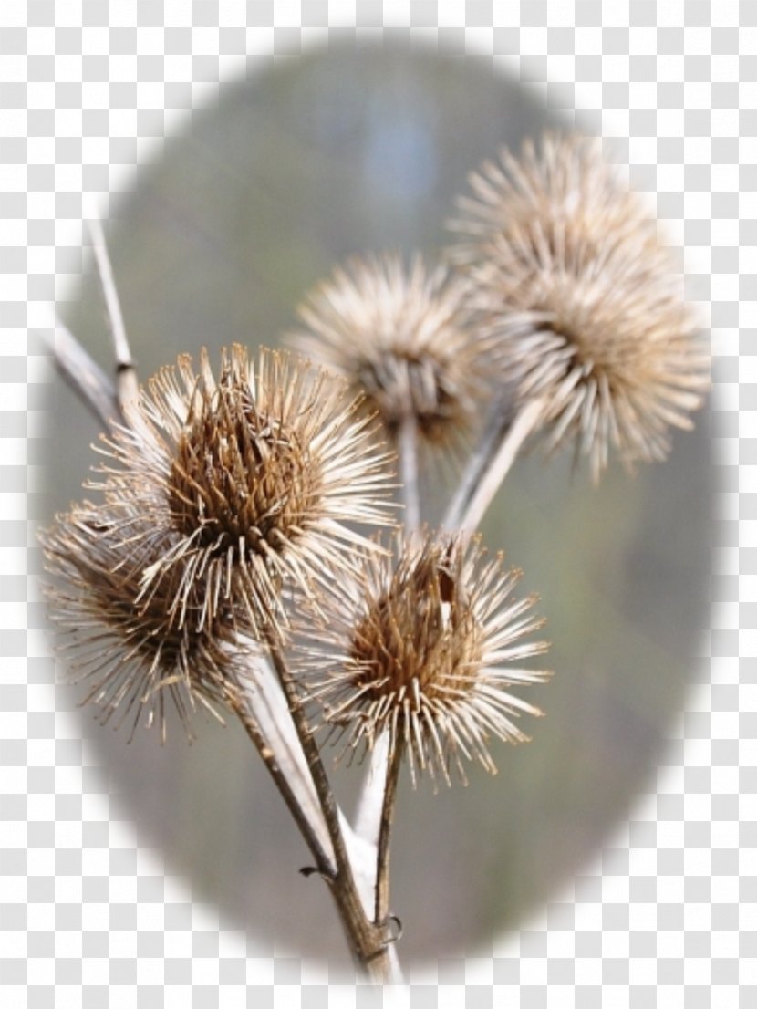 Greater Burdock - Doner Transparent PNG