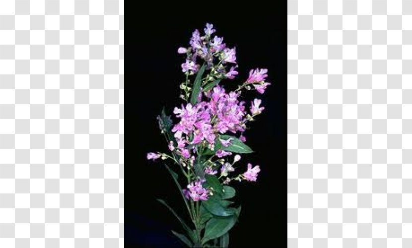 Dendrobium Cut Flowers Herbaceous Plant Shrub - Violet - Cycad Transparent PNG