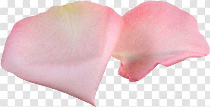Petal Garden Roses Pink Flower - Content Management System - Pampering Transparent PNG