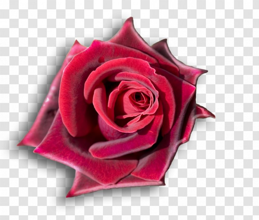 Rose Desktop Wallpaper Flower 1080p High-definition Television - Magenta - Petal Transparent PNG
