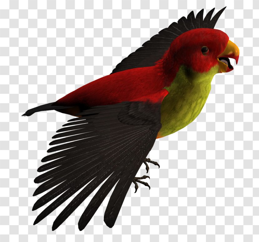 Budgerigar Lovebird Parrot Loriini Transparent PNG