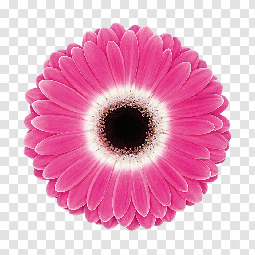 Transvaal Daisy Cut Flowers Double-flowered Kwekerij Gebr. Koolhaas B.V. - Gerbera Transparent PNG