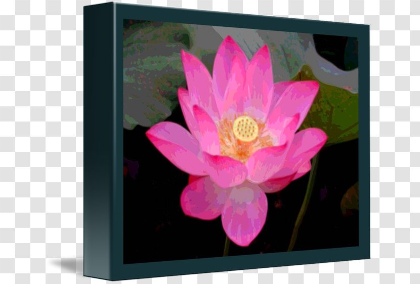 Nelumbo Nucifera Flower Lotus Seed Aquatic Plants - Rectangle - Pink In Full Bloom Transparent PNG