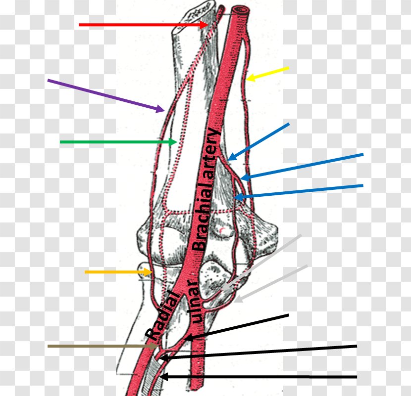 Brachial Artery Human Anatomy Brachialis Muscle - Watercolor - Arm Transparent PNG