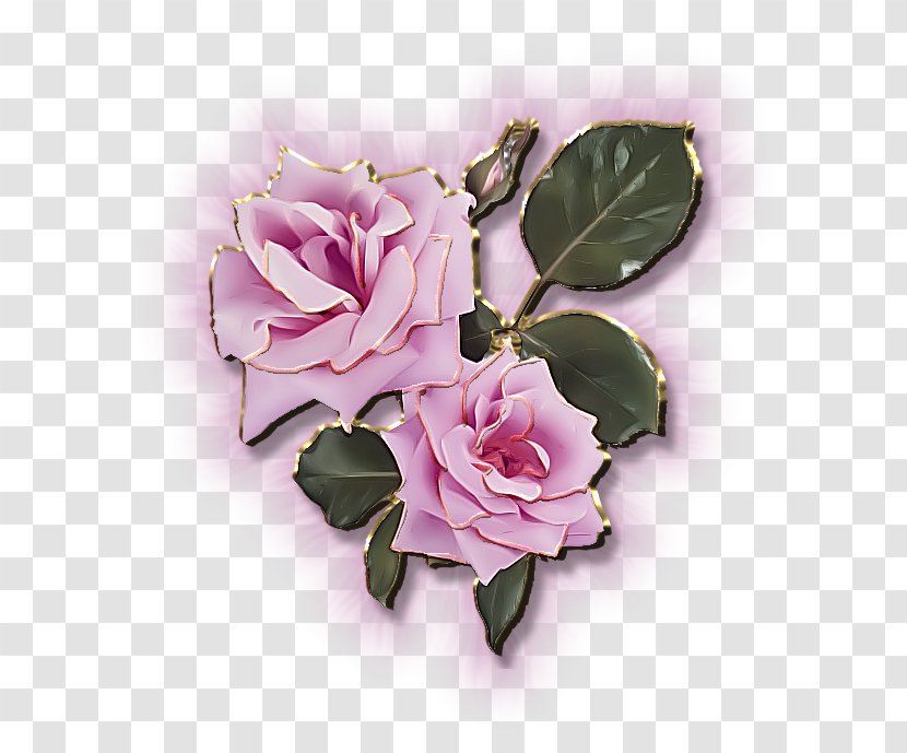 Garden Roses Centifolia Flower .de - Plant Transparent PNG