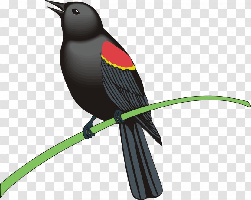 Common Blackbird Royalty-free Clip Art - Photography - Flock Of Birds Transparent PNG