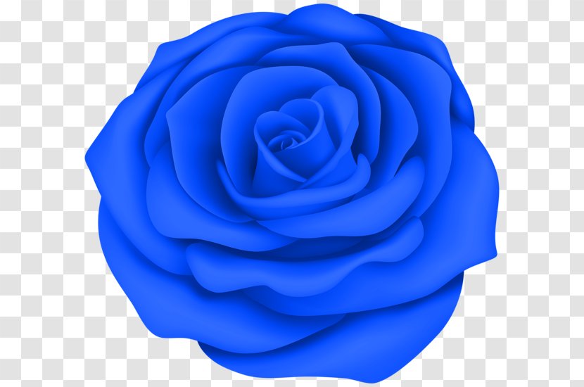 Blue Rose Desktop Wallpaper Clip Art Transparent PNG
