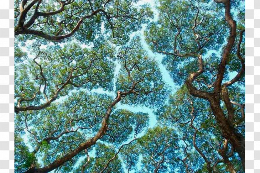 Crown Shyness Tree Phenomenon - Sky Transparent PNG