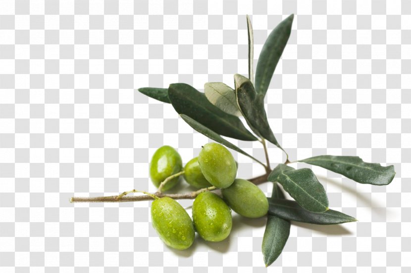 Olive Oil Food Coconut - Herbal Extract - Olives Transparent PNG